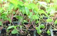 La culture de légumes à l’intérieur, c’est possible?